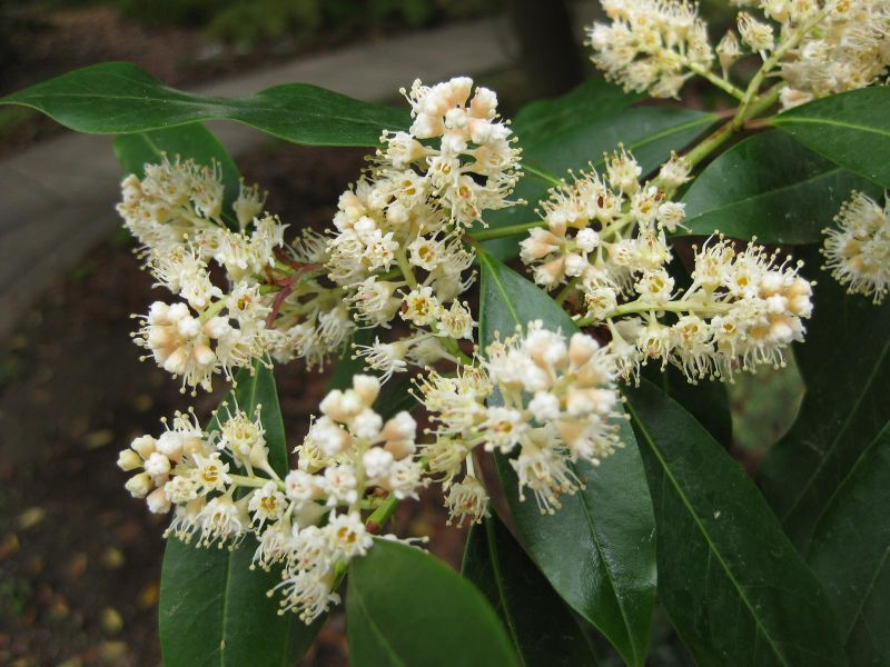 File:IMG 5217 hunt0904.jpg