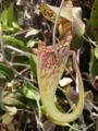 Nepenthes rafflesiana upper pitcher with coiled tendril