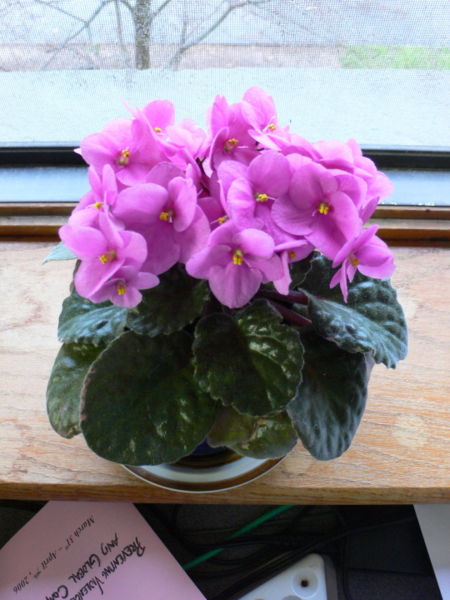 File:P1000676.JPG-4186.jpg