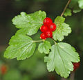 Thumbnail for version as of 15:14, 11 October 2007