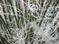 Spiky Plant Tendril