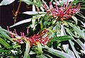 Telopea mongaensis at Monga National Park