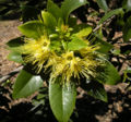 Thumbnail for version as of 05:26, 9 March 2009
