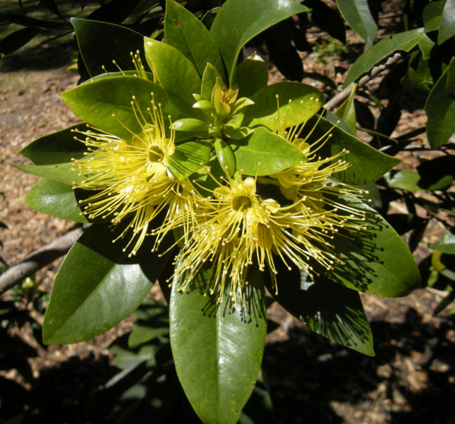 File:Xanthostemon chrysanthus.jpg