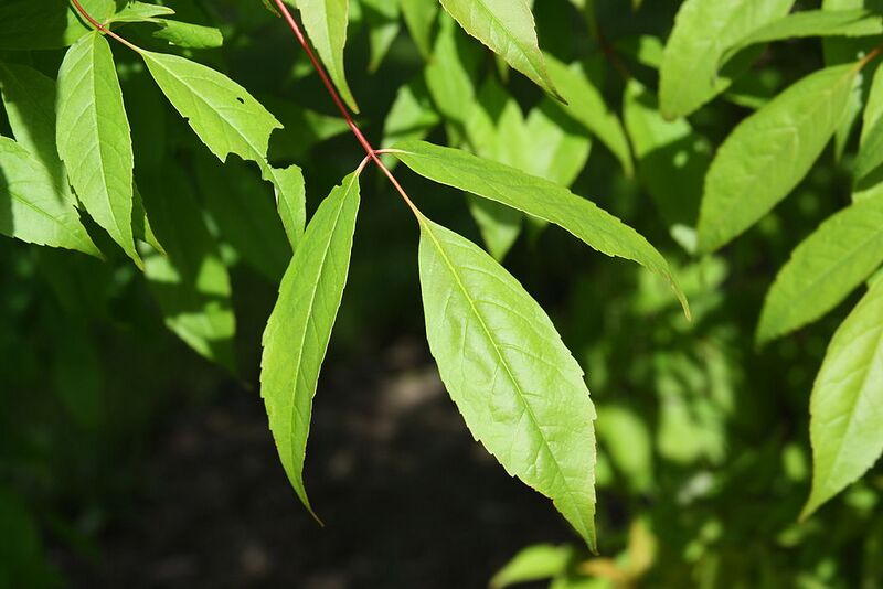 File:1024px-Acer mandshuricum leaf.jpg