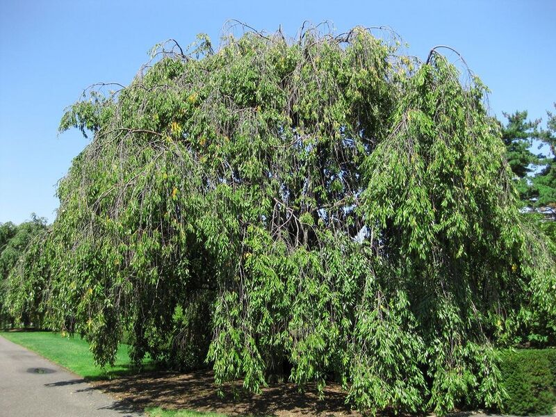 File:1024px-IMG 0160 nybg09.jpg