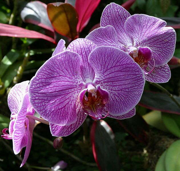 File:1077px-Doritaenopsis ("Sogo Cherry").jpg