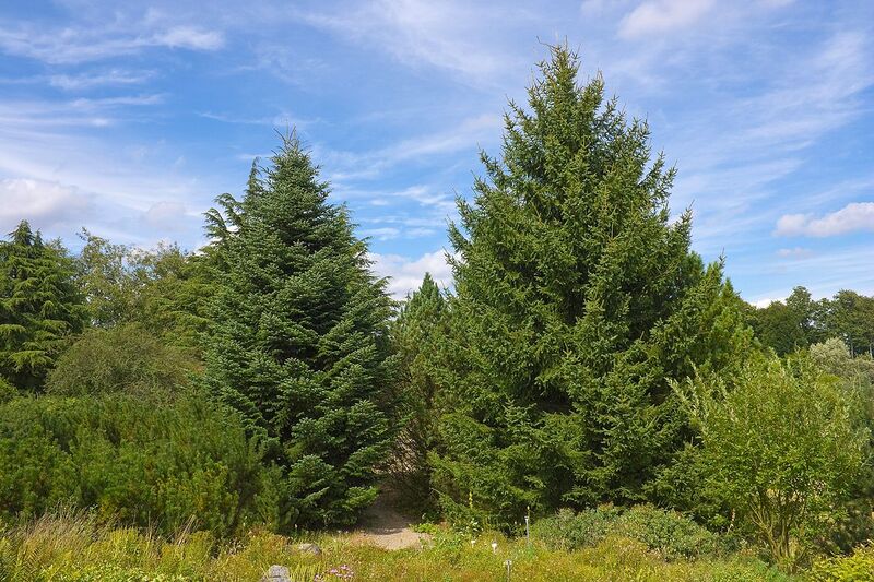 File:1280px-Abies cephalonica 001.jpg