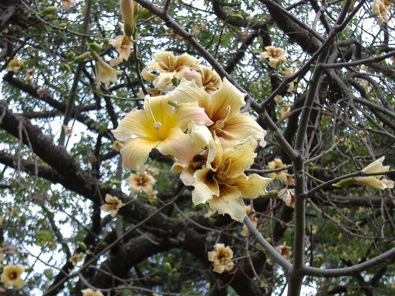 File:1280px-Ceiba chodatii flowers.jpg