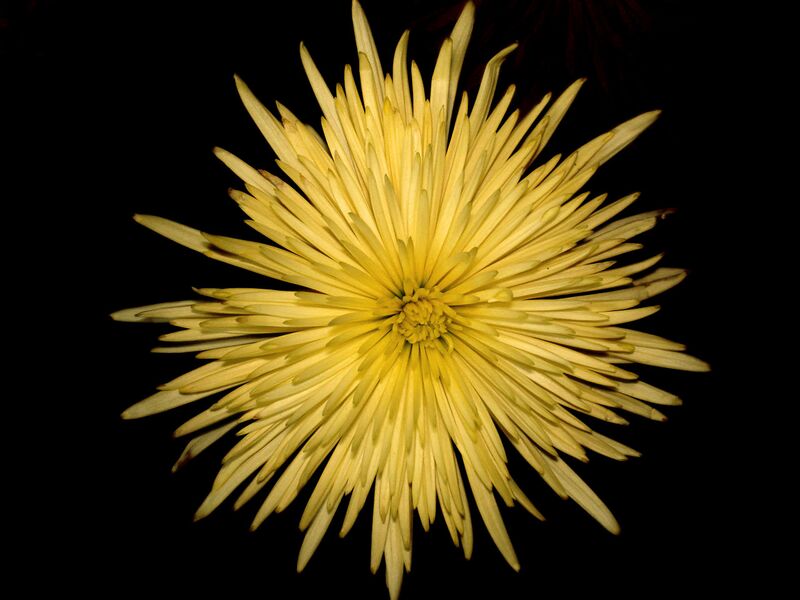 File:1280px-Chrysanthemum-6193.jpg