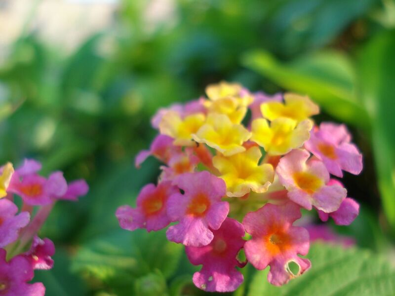 File:1280px-Flowers on the beach-4849.jpg