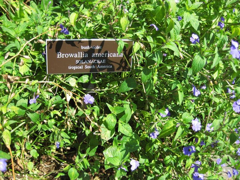 File:1280px-IMG 0137 nybg09.jpg