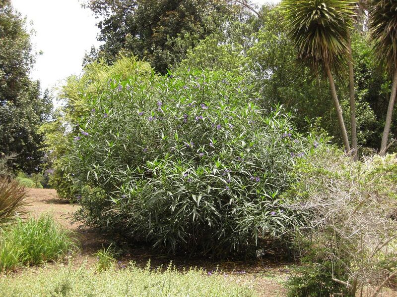 File:1280px-IMG 7340 hunt09jun.jpg