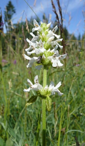 File:446px-Stachys officinalis 240607.jpg