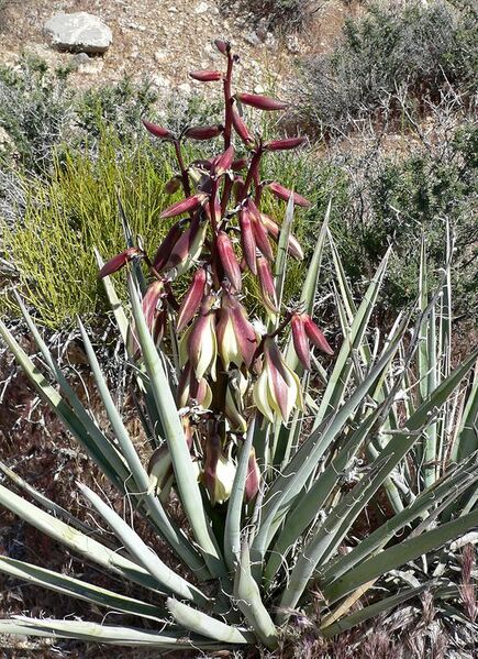 File:558px-Yucca baccata 2.jpg