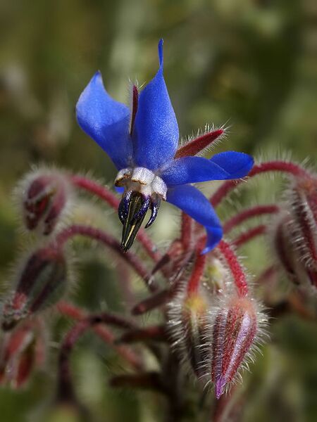 File:576px-Borago officinalis (flower).jpg