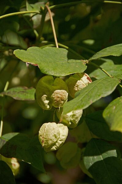 File:680px-Staphylea pinnata C.jpg