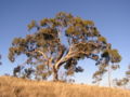 Eucalyptus bridgesiana.