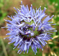 Thumbnail for version as of 18:29, 16 November 2007