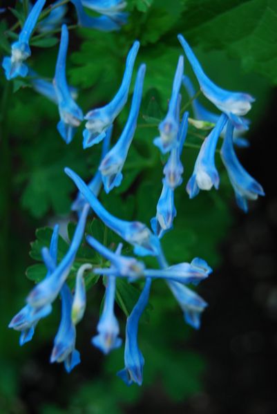 File:Copy (2) of Corydalis flexuosa 'Blue Panda'-2-.JPG