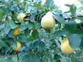 Thumbnail for version as of 16:43, 13 September 2007