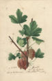 Gooseberry (variety Jewettà) - watercolour 1894