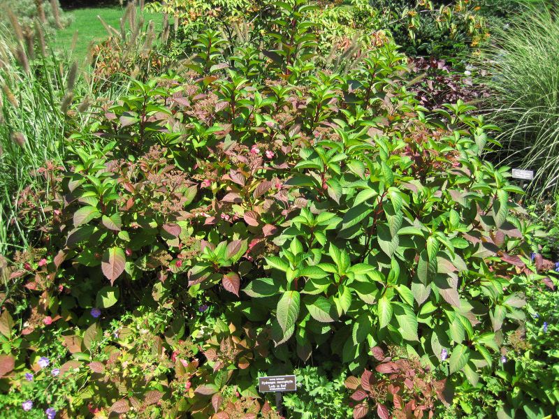 File:IMG 0035 nybg09.jpg