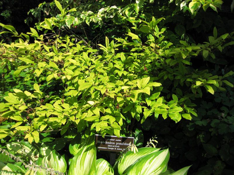 File:IMG 0094 nybg09.jpg