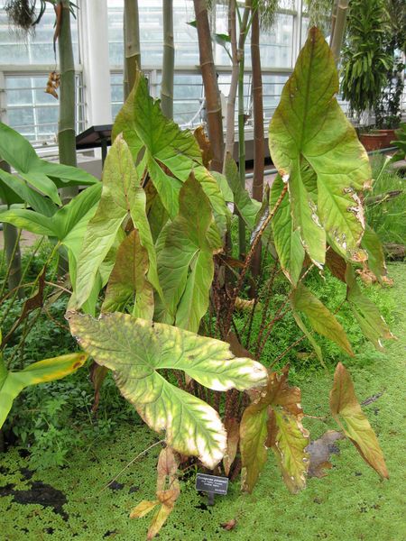 File:IMG 1001 bbg09.jpg