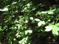 laburnum anagyroides