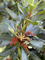 Thumbnail for version as of 17:27, 14 November 2007