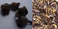 Seed pods on the left, and the seed on the right, lying on some seed raising mix.