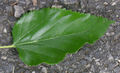 Top side of a leaf
