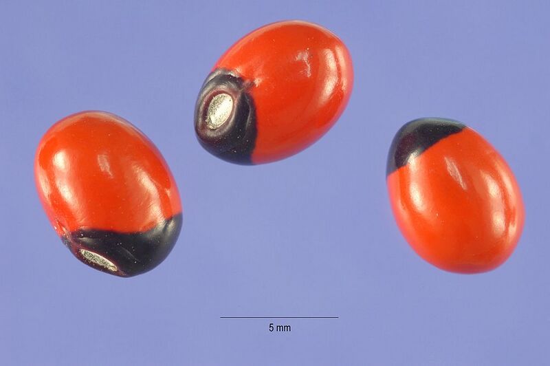 File:1024px-Abrus precatorius seeds.jpg