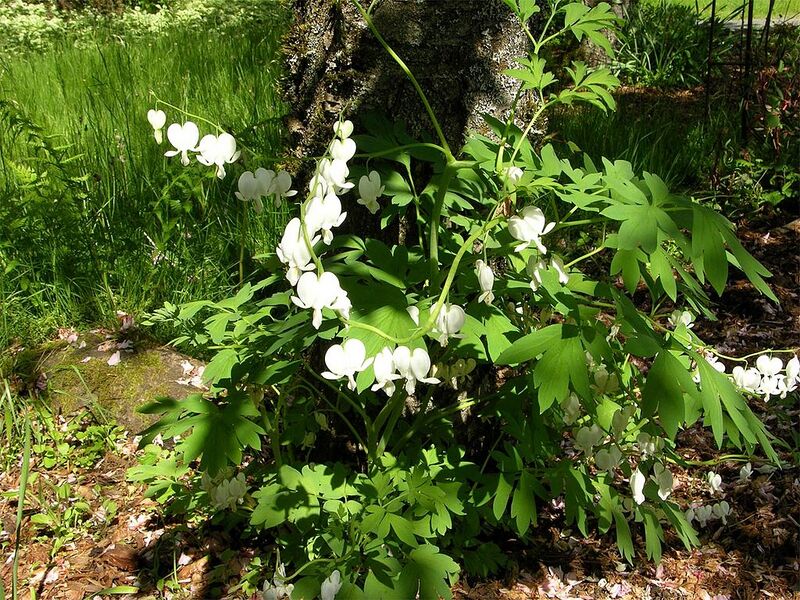 File:1024px-Bleeding hearts large.jpg