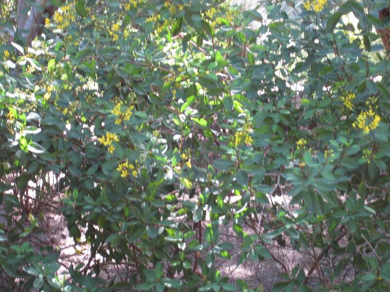 File:1024px-IMG 1977 hunt09oct.jpg