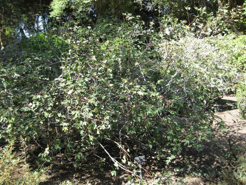 File:1024px-IMG 2025 hunt09oct.jpg