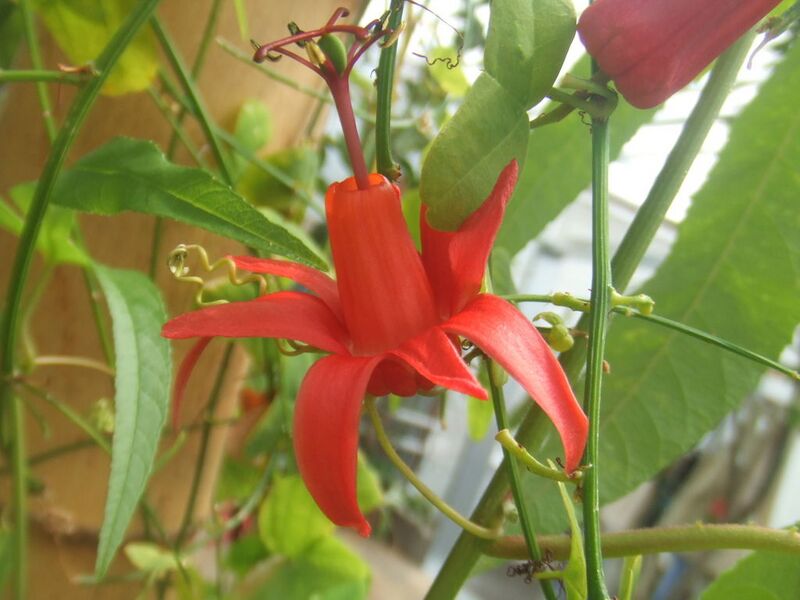 File:1024px-Passiflora murucuja5.jpg