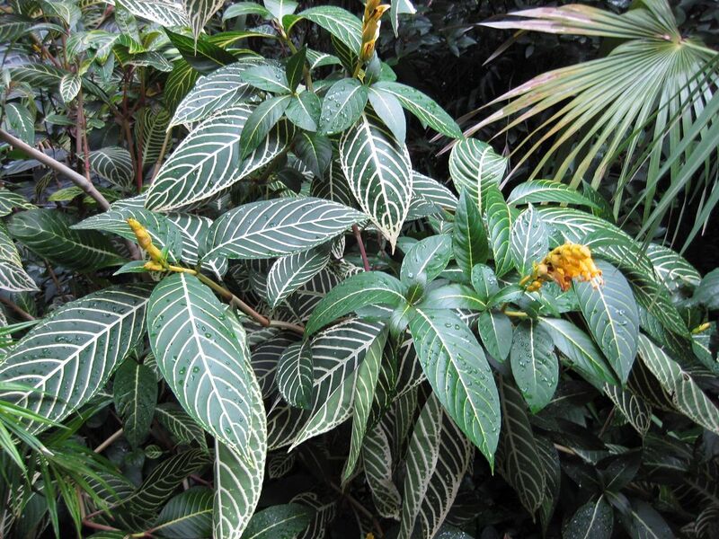 File:1280px-IMG 1155 bbg09.jpg