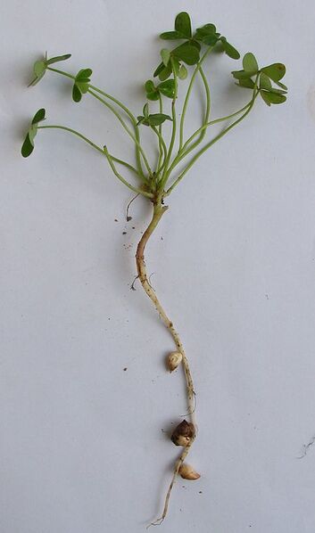 File:453px-Oxalis pes-caprae all.JPG