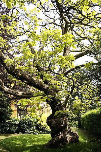 File:512px-Le Roeulx AR1cJPG.jpg