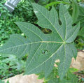 Papaya leaf