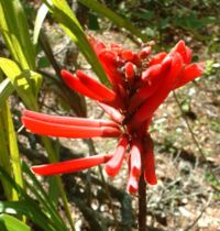 Flower of the Coral Bean, Erythrina herbacea
