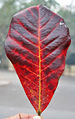 fallen leaf in Kolkata, West Bengal, India.