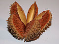 Fruit capsule of F. australis