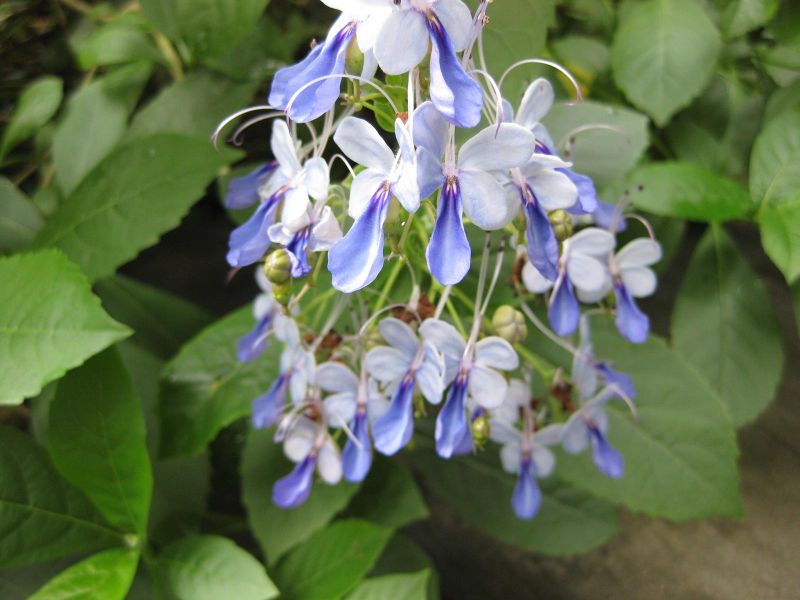 File:IMG 1184 bbg09.jpg