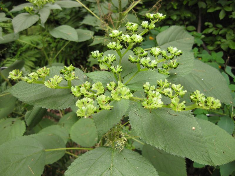 File:IMG 1442 bbg09.jpg