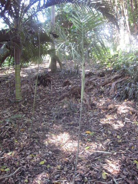 File:IMG 2035 hunt0903.jpg