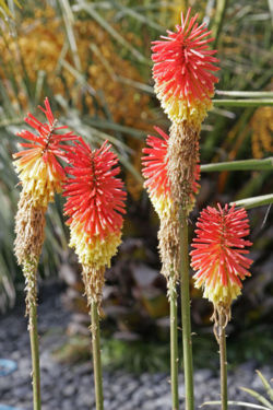 Fiery colored Kniphofia