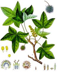 19th century illustration of Oriental Sweetgum